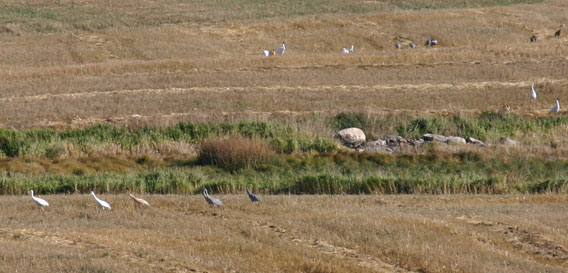photo of whooping cranes