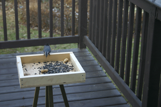 photo of red-breasted nuthatch feeding in birdfeeder