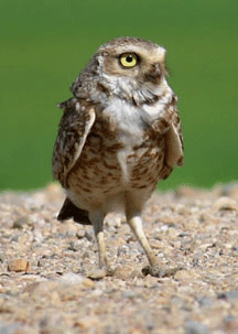 photo of burrowing owl