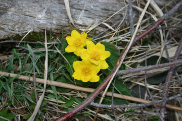 Photo of a Marsh Marigold