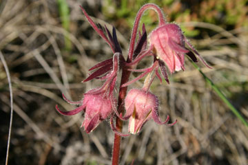 Photo of a Three-Flowered Avens